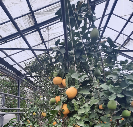 Ежегодный урожай в уфимского лимонария-более 20 тонн лимонов